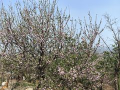 -白水寺森林公园