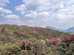-贵州百里杜鹃风景名胜区