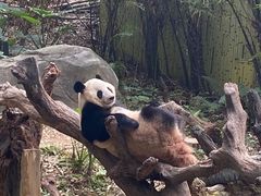 -广州长隆野生动物世界