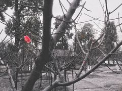 -秀丽东方
