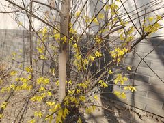 -桃花堤公园