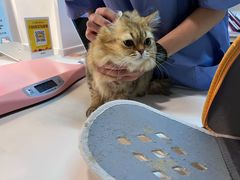 -御宝贝·A梦猫科宠物医院(国际猫友好医院)