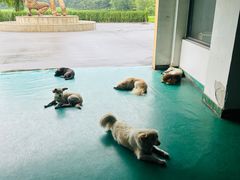 -北京京辉高尔夫俱乐部有限公司