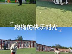-宠物寄养训练学校