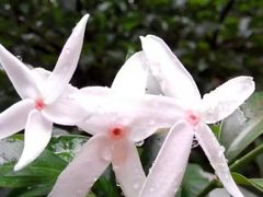 -南宁良凤江国家森林公园