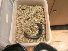 -华府九号海鲜烧烤大排档(龙域店)