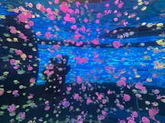 -江和美海洋公园