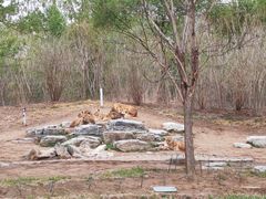 -北京野生动物园