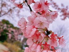 -顾村公园