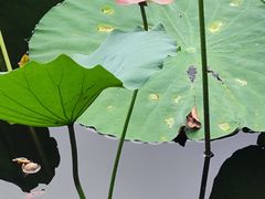 -荔湾湖公园