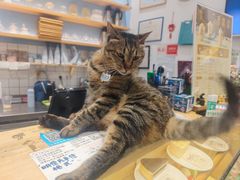 -猫的天空之城概念书店(杭州南宋御街店)