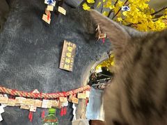 -猫猫幼稚园·撸猫·桌游·电玩
