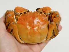 -阳澄湖大闸蟹·琼灵阁牌品牌连锁(吴中总店)