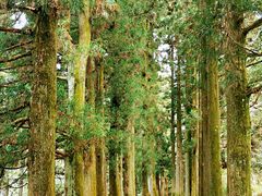 -庐山风景区花径公园