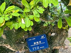 -南山植物园