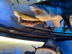 -陕西自然博物馆