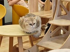 -有喵·猫咖·狗咖·30几只猫10只小狗(岗厦店)
