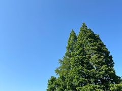 -上海滨江森林公园
