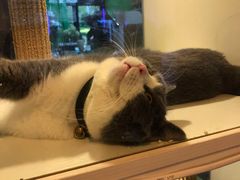 -李小姐の猫咖啡馆(五角场店)