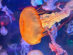 -上海海昌海洋公园