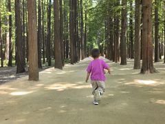 -日照海滨国家森林公园