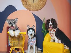 -超宠爱宠物摄影-Super pet