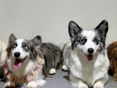 -趣多多宠物公园·宠物训犬学校·宠物寄养