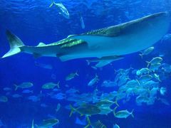 -烟台海昌鲸鲨海洋公园