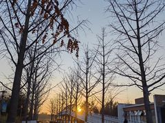 -大兴滨河森林公园