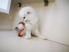 -70cat德文卷毛猫·缅因猫纯种猫舍