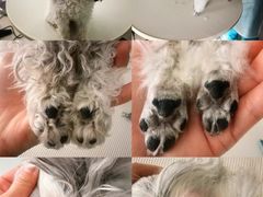 -北京观赏动物医院·24小时大型综合·猫专科·异宠专科