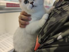 -lincat·猫舍(广州店)