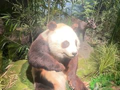 -四川大学博物馆