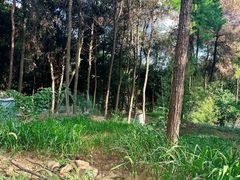 -铁山坪森林公园