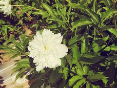 -扬州芍药园(仪征市)