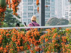 -香蜜公园