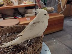 -吉丁鸟咖·异宠·寄养