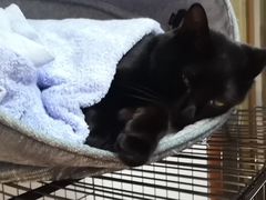 -东方名猫馆·英短金渐层布偶猫舍(环线广场1号楼店)