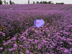 -紫颐香薰山谷景区
