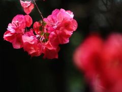 -成都市文化公园