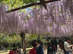 -嘉定紫藤园