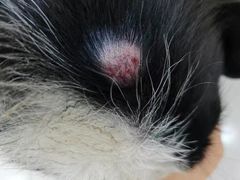 -安安宠物医院(情缘分院)