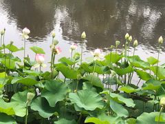 -墨尔本皇家植物园