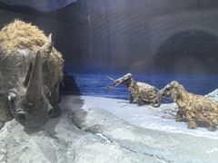 -中国第四纪冰川遗迹陈列馆