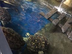 -太奥幻太奇海洋馆
