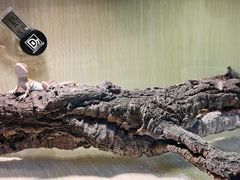 -酷以爬仙阁实体爬宠店·守宫·蜥蜴·专业繁育