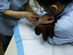 -爱侣·安琦尔宠物医院·中兽医针灸·心内科·狂犬免疫点(宝山区院)