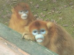 -西安秦岭野生动物园