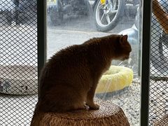 -喵屿·大理花园猫咖