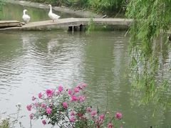 -鹅湖玫瑰文化园